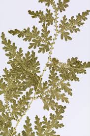 Image result for Selaginella volubilis