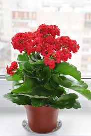 Attention Wannabe Gardeners These Indoor Plants That Are Almost Impossible To Kill Indoor Flowers Indoor Flowering Plants Plants