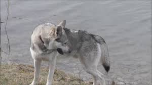 Saarlooswolfhund) is a dog breed originating from the crossing of a german shepherd (german: Saarloos Wolfhund Leon Dreht Seine Runden Youtube