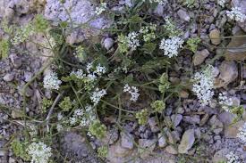 Image result for Pimpinella