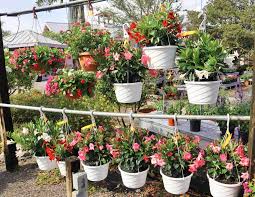 Maybe you would like to learn more about one of these? Take The Garden Anywhere The Best Plants For Hanging Baskets Rockledge Gardens