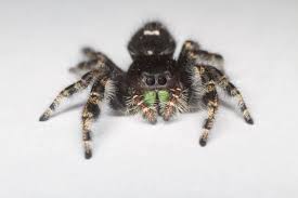 Image result for bold jumping spider