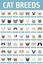Cat Breeds Photographic Print By Babybigfoot Cat Breeds Cats Cat Ages
