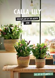 The most popular cut flowers, the calla lily (zantedeschia) can be found in different sizes and colors, including calla lily bulbs. Calla Lily The Houseplant Of June 2020 Flower Council
