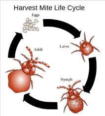 Image result for Trombicula autumnalis bites