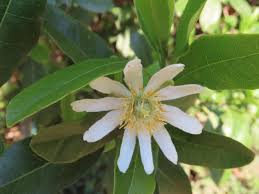 Image result for Xylotheca tettensis