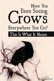 If You Have You Been Seeing Crows Often This Is What It Means Crow Spirit Animal Crow Crow Facts