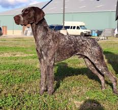 This site will not function without javascript enabled. Katy German Shorthaired Pointer