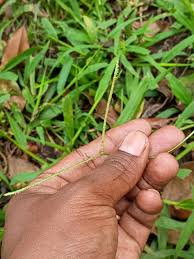 Image result for Paspalum conjugatum
