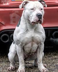 Annie Mac From Uk American Bully American Bulldog Puppies Bully Breeds Dogs Bully Dog