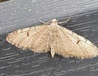 Image result for Eupithecia indigata
