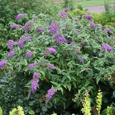 We did not find results for: Lo Behold Purple Haze Butterfly Bush Buddleia X Proven Winners