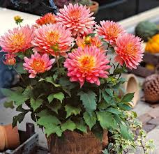 Codycross oyununda zor bir seviyede kalıyorsanız, ihtiyacınız olan tek yer orası. Yildiz Cicegi Bakimi Evde Dahlia Bitkisi Nasil Yetistirilir Yemek Com