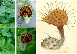 Image result for Aristolochia triactina