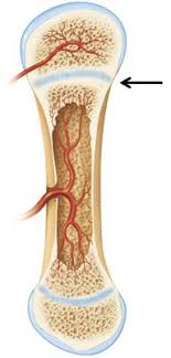 Drag the labels to identify the structures of a long bone. Print A P Chapter 6 Bones And Skeletal Tissues Flashcards Easy Notecards