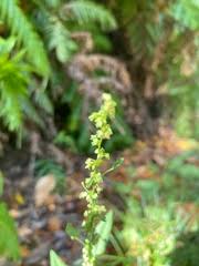 Image result for Rumex lanceolatus