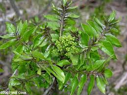 Image result for Zanthoxylum