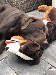 All natural herbal remedies for those common fatty lumps called fatty lipomas. Hunter Likes Soft Lab Puppies Beautiful Dogs Cute Puppies