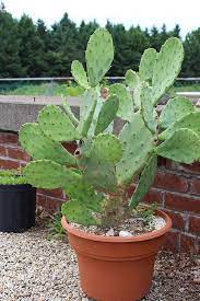Growing prickly pear cactus in a sunny location allows the plant to thrive and fruit. Care And Growing Prickly Pear Cactus How To Grow Prickly Pears