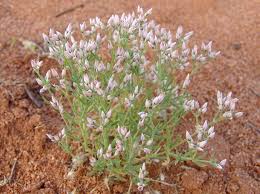 Image result for Polycarpaea corymbosa