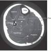 Almost every muscle constitutes one part of a pair of identical bilateral. 1