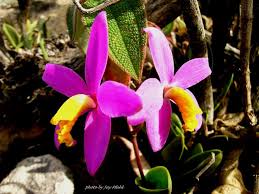 Image result for Ypsilopus liae