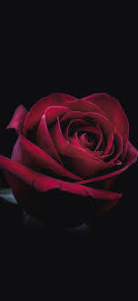 We did not find results for: 1125x2436 Rose Oled 8k Iphone Xs Iphone 10 Iphone X Hd 4k Wallpapers Images Backgrounds Photos And Pictures