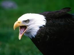 Related quizzes can be found here: Fun Eagles Quiz Free General Knowledge Quiz For Kids Online