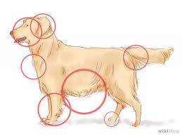 Kid Pet Friendly Tick Repellent Tick Repellent Animals For Kids Dogs And Kids