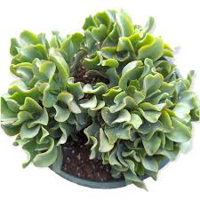 Image result for Crassula rhodesica