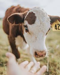 Pin By Hannah On Farm Life Cute Baby Cow Baby Cows Fluffy Cows