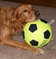 Dakota My Little Soccer Player He Was Actually Resting His Head To Watch Tv Golden Retriever I Love Dogs Puppy Training