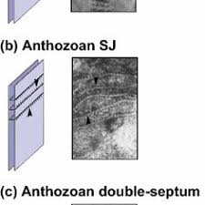 An animal connective tissue cell bathed in isotonic body fluid. Pdf Occluding Junctions Of Invertebrate Epithelia
