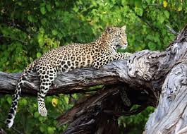 Are you considering or planning a trip to the moremi game reserve? 7 Reasons Why You Should Travel In Secret Season African Bush Camps