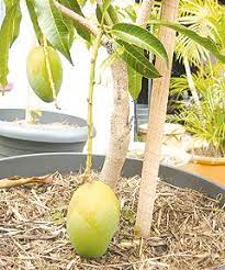 How To Grow A Mango Tree In A Pot Easily Mango Tree Potted Trees Fruit Trees In Containers