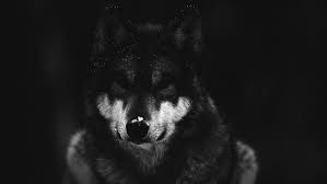 black wolf wallpaper 5qh82x2 jpg