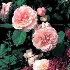 Antique Rose Emporium Antique Rose Nursery All Things Garden Red Climbing Roses Climbing Roses Rose
