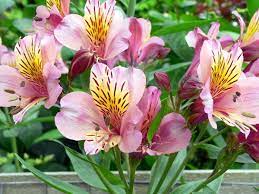 Alstroemeria Hybrids Alstroemeria Peruvian Lilies Shade Plants