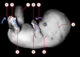 Cynomolgus Monkey Embryo Model Captures Gastrulation And Early Pregnancy -  Sciencedirect