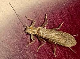 Image result for Nicolasia stenoptera