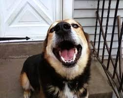 Check spelling or type a new query. Affordable Vet Care 1025 Portion Rd Farmingville Ny Veterinarians Mapquest