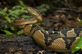 Natures Doorways Pics Of Snakes Reptiles And Amphibians Reptiles