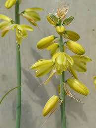 Image result for Albuca virens