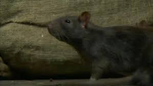 This bacterium is carried by a certain type of flea, commonly known as a. How Rats And Fleas Spread The Black Death History