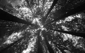 We've gathered more than 5 million images uploaded by our users and sorted them by the most popular ones. Forest Perspective Black And White Wallpaperswebs Latar Belakang Hutan Sketsa