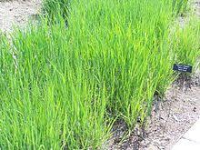 Depending on the variety and cultivar, some have foliage that changes color in the fall. Panicum Virgatum Wikipedia
