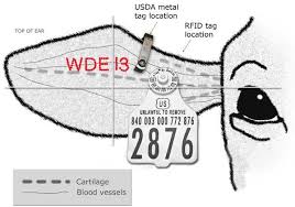 Having Proper Identification On My Herd Will Be Important So I Am Able To Tell Which Cattle Were Born When Or Who I Have Br Dairy Cattle Cattle Ranching Cattle