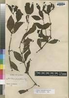 Image result for Viscum congolense