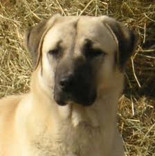 Flat Creek Farm Kus Sarkisi Anatolians Home Anatolian Shepherd Dog Dogs Farm