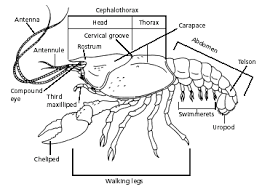 Crayfish Comparative Anatomy